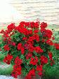 Geranium Red 
