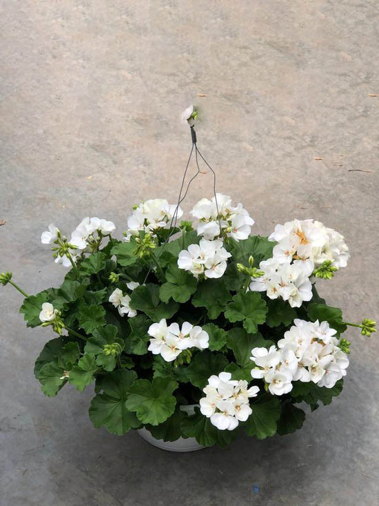 Geranium White Plant or Pelargonium, Cranesbill with Green coloured leaves and White coloured flower 