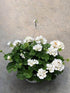 Geranium White Plant or Pelargonium, Cranesbill with Green coloured leaves and White coloured flower 