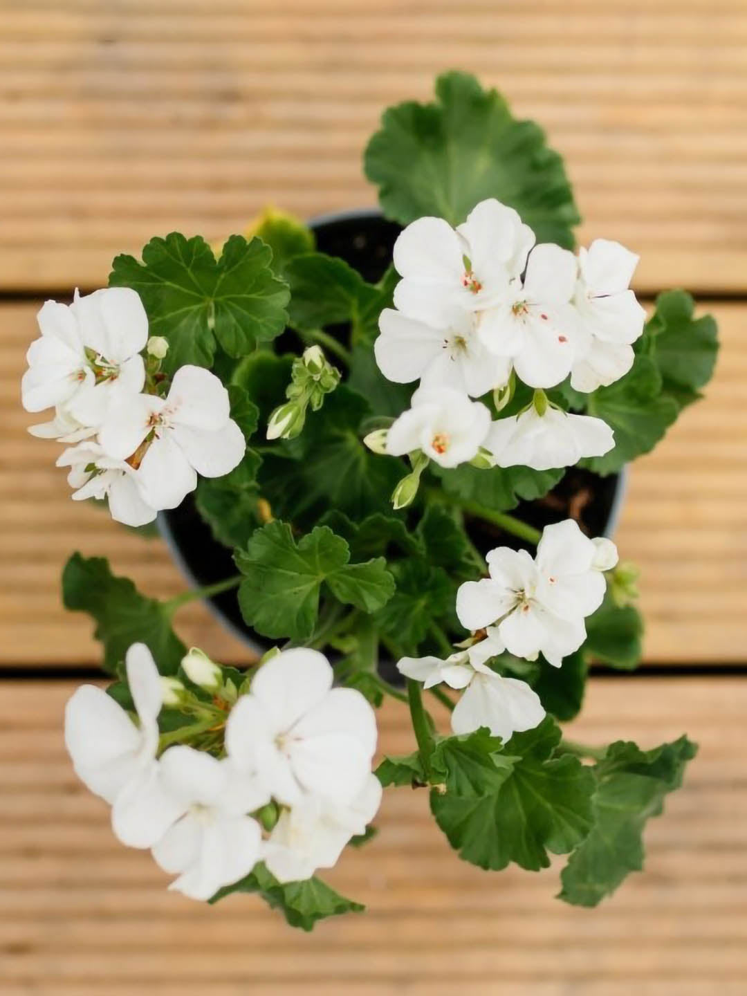 Geranium White 