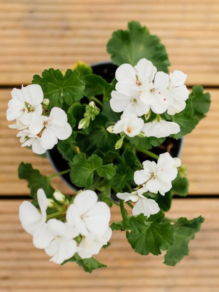 Geranium White 