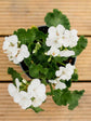 Geranium White 