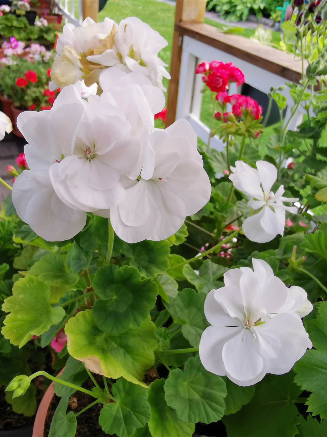 Geranium White 