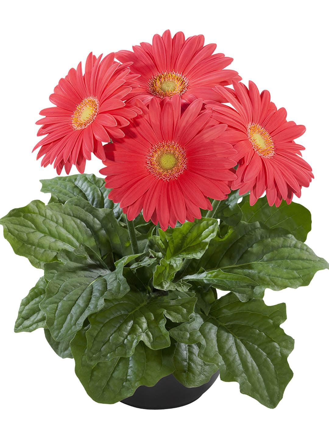 Gerbera Carnation Plant or African Daisy with Green coloured leaves and Carnation coloured flower 