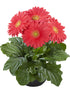 Gerbera Carnation Plant or African Daisy with Green coloured leaves and Carnation coloured flower 