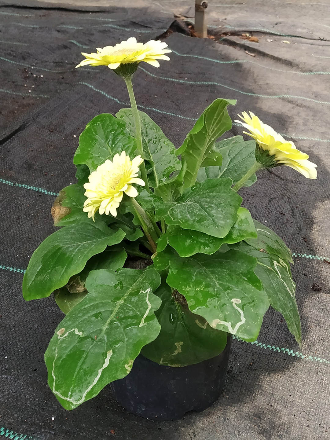 Gerbera Cream Yellow Plant or African Daisy with Green coloured leaves and Light Yellow coloured flower 