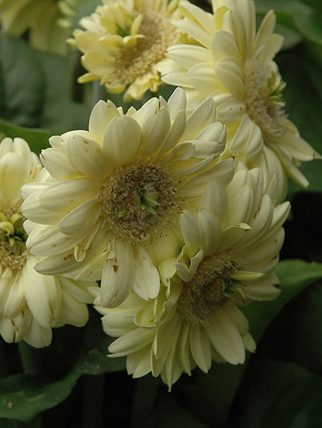 Gerbera Cream Yellow 