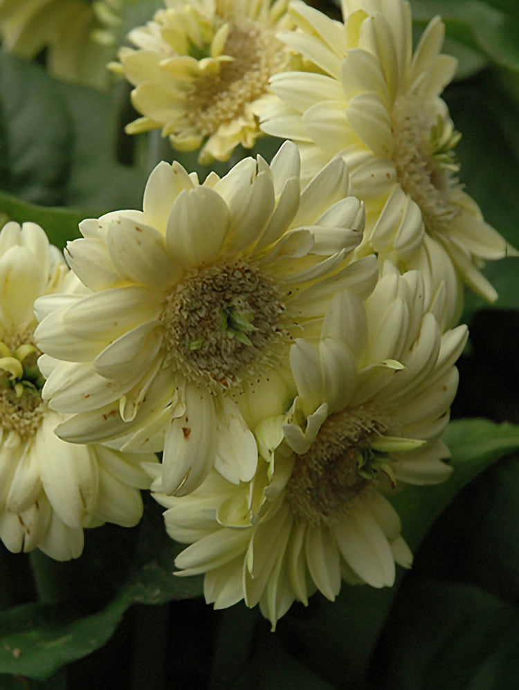 Gerbera Cream Yellow 