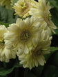 Gerbera Cream Yellow 