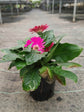 Gerbera Dark Pink Plant or African Daisy with Green coloured leaves and Pink coloured flower 