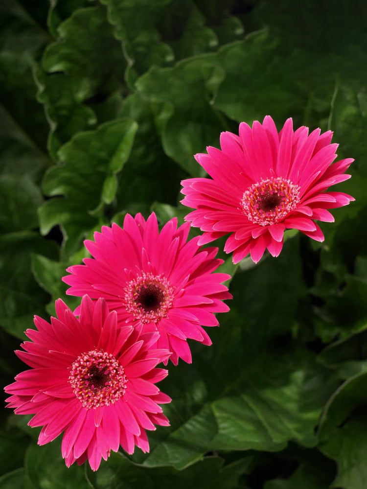 Gerbera Dark Pink 
