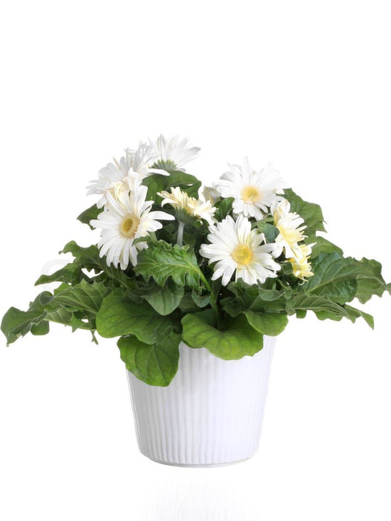 Gerbera White Plant or African Daisy with Green coloured leaves and Light Pink coloured flower 