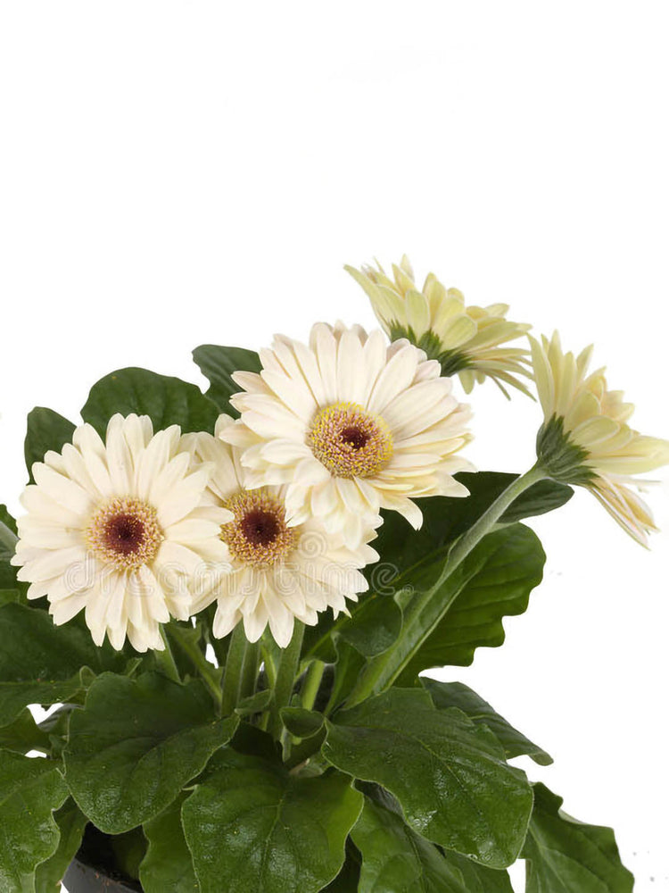 Gerbera White 