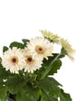 Gerbera White 