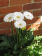 Gerbera White 