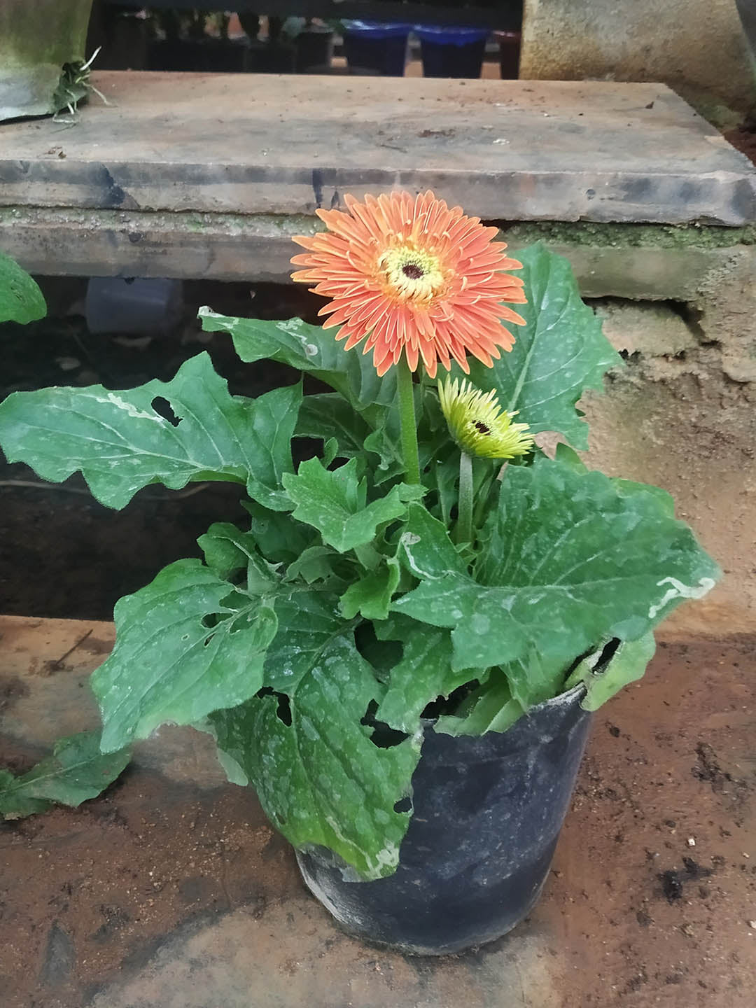 Gerbera Orange Plant or African Daisy with Green coloured leaves and Orange coloured flower 