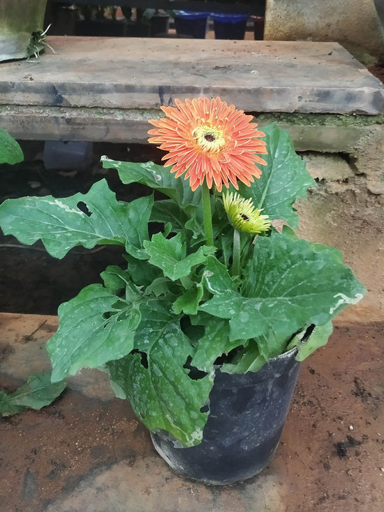 Gerbera Orange Plant or African Daisy with Green coloured leaves and Orange coloured flower 