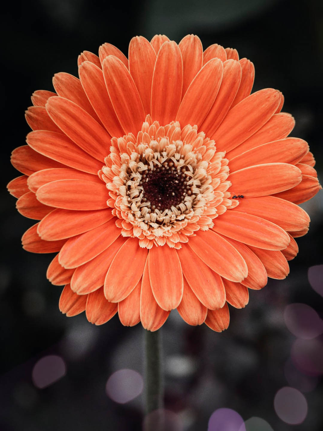 Gerbera Orange 