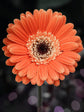Gerbera Orange 