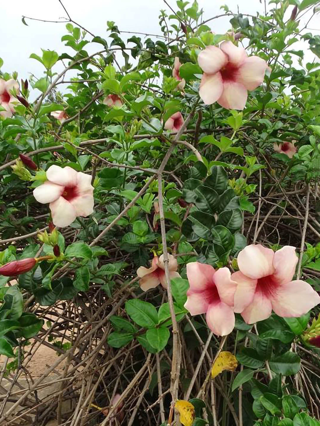 Allamanda Roxa Plant or Allamanda Peach with Green coloured leaves and Peach coloured flower 