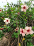 Allamanda Roxa Plant or Allamanda Peach with Green coloured leaves and Peach coloured flower 