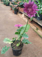 Gerbera Purple Plant or African Daisy with Green coloured leaves and Purple coloured flower 
