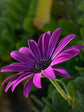 Gerbera Purple 