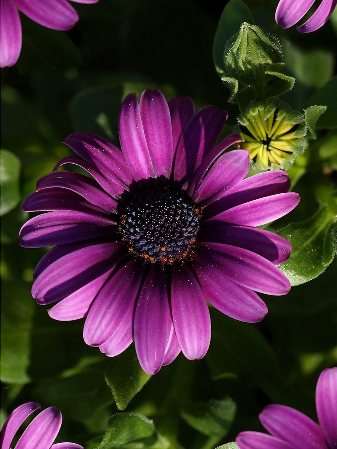 Gerbera Purple 