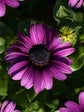Gerbera Purple 