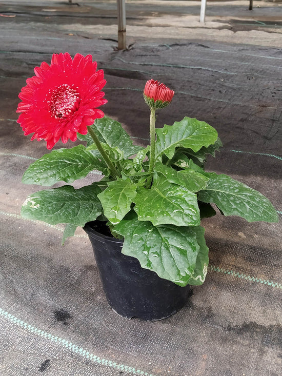 Gerbera Red Plant or African Daisy with Green coloured leaves and Red coloured flower 