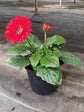 Gerbera Red Plant or African Daisy with Green coloured leaves and Red coloured flower 