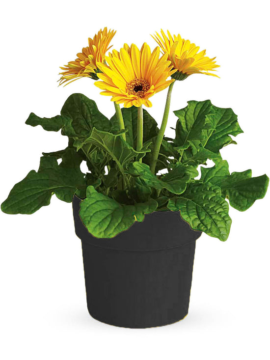 Gerbera Yellow Plant or African Daisy with Green coloured leaves and Yellow coloured flower 