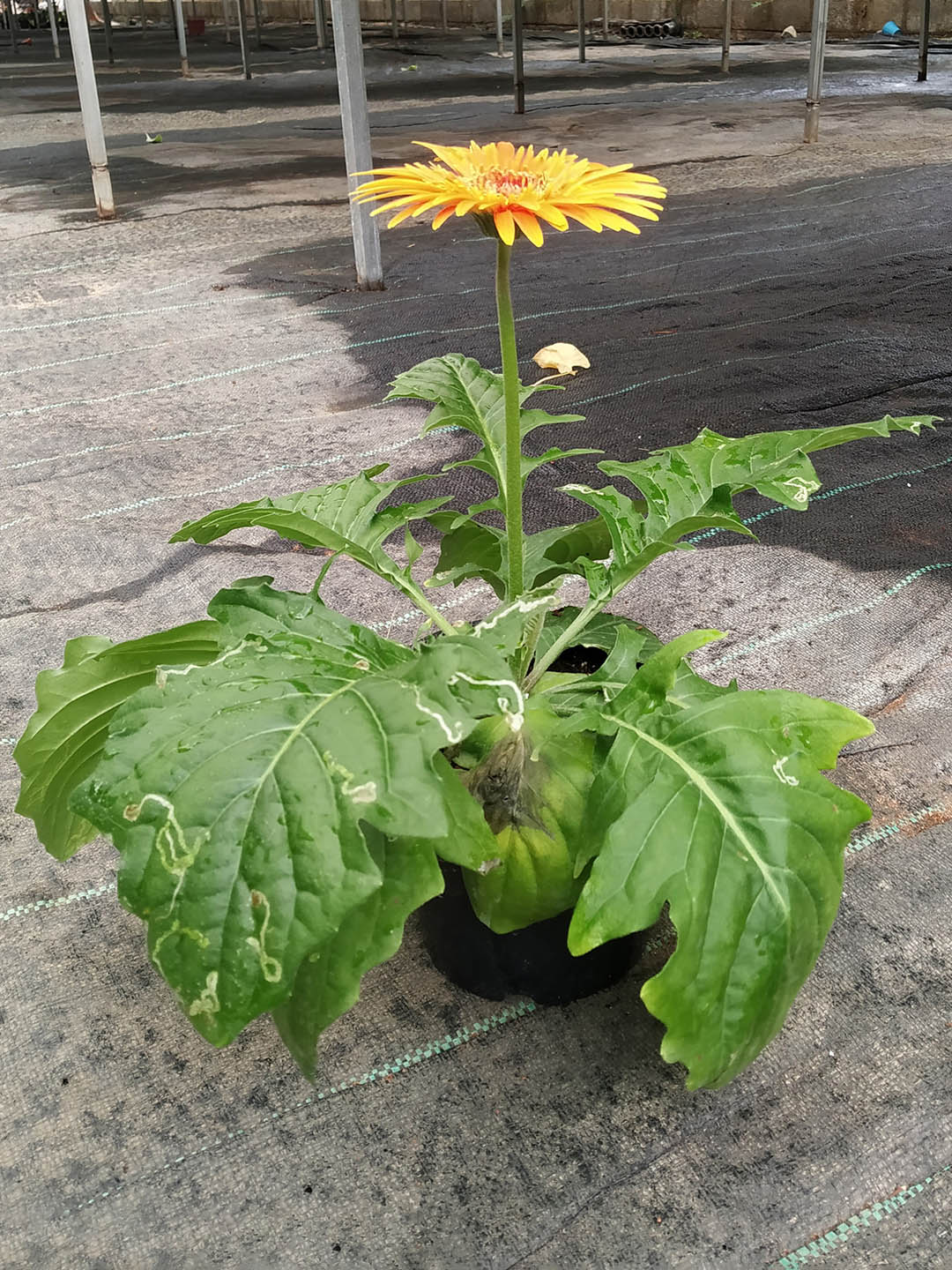 Gerbera Yellow 