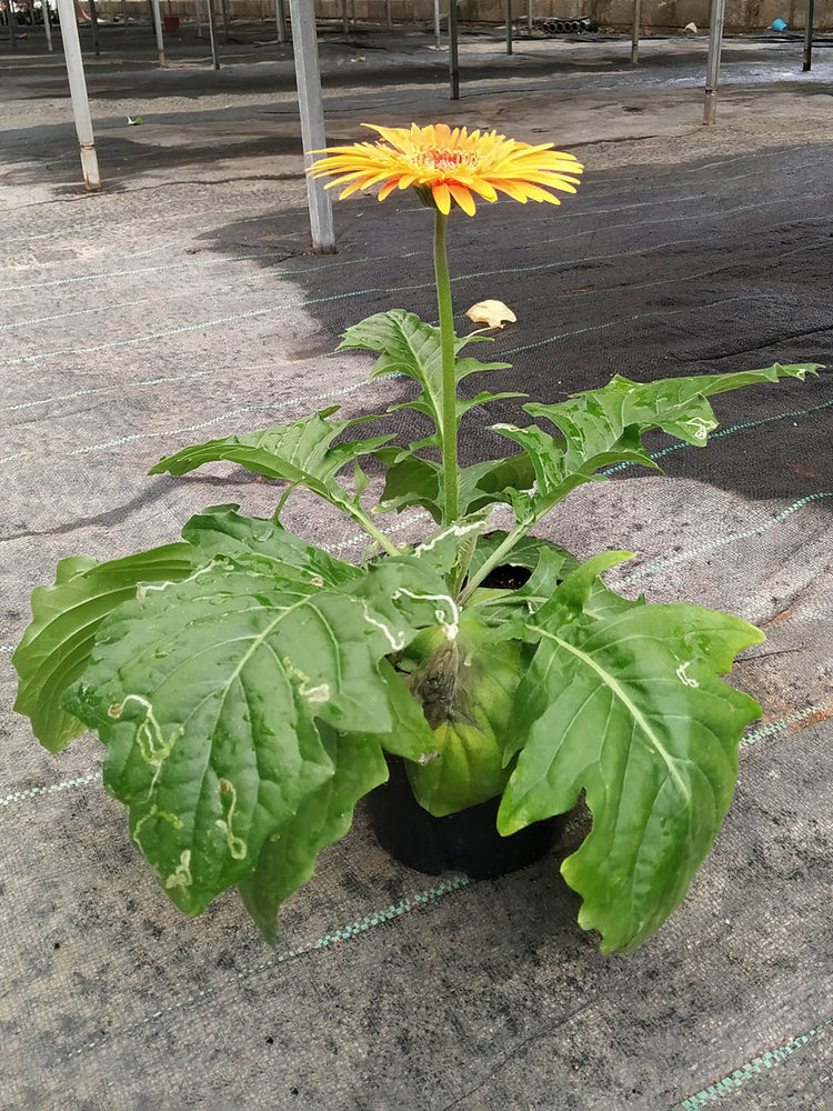 Gerbera Yellow 