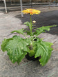 Gerbera Yellow 
