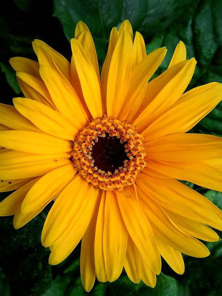Gerbera Yellow 