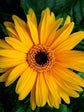 Gerbera Yellow 