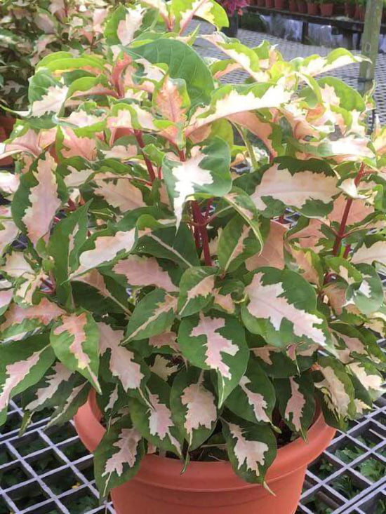 Graptophyllum Pictum Plant or Caricature Plant with Green and Light pink patches coloured leaves
