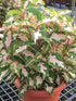 Graptophyllum Pictum Plant or Caricature Plant with Green and Light pink patches coloured leaves