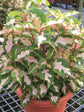 Graptophyllum Pictum Plant or Caricature Plant with Green and Light pink patches coloured leaves