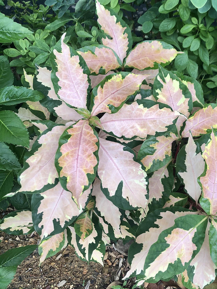 Graptophyllum Pictum