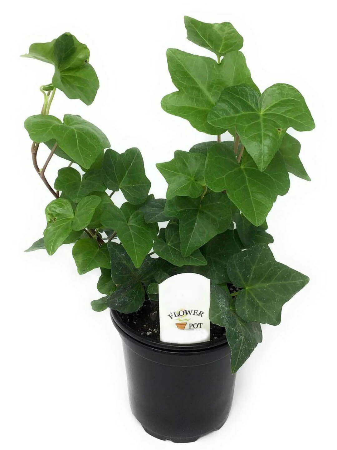 Hedera Helix Plant or Sweetheart Ivy with Green coloured leaves and Yellow coloured flower 