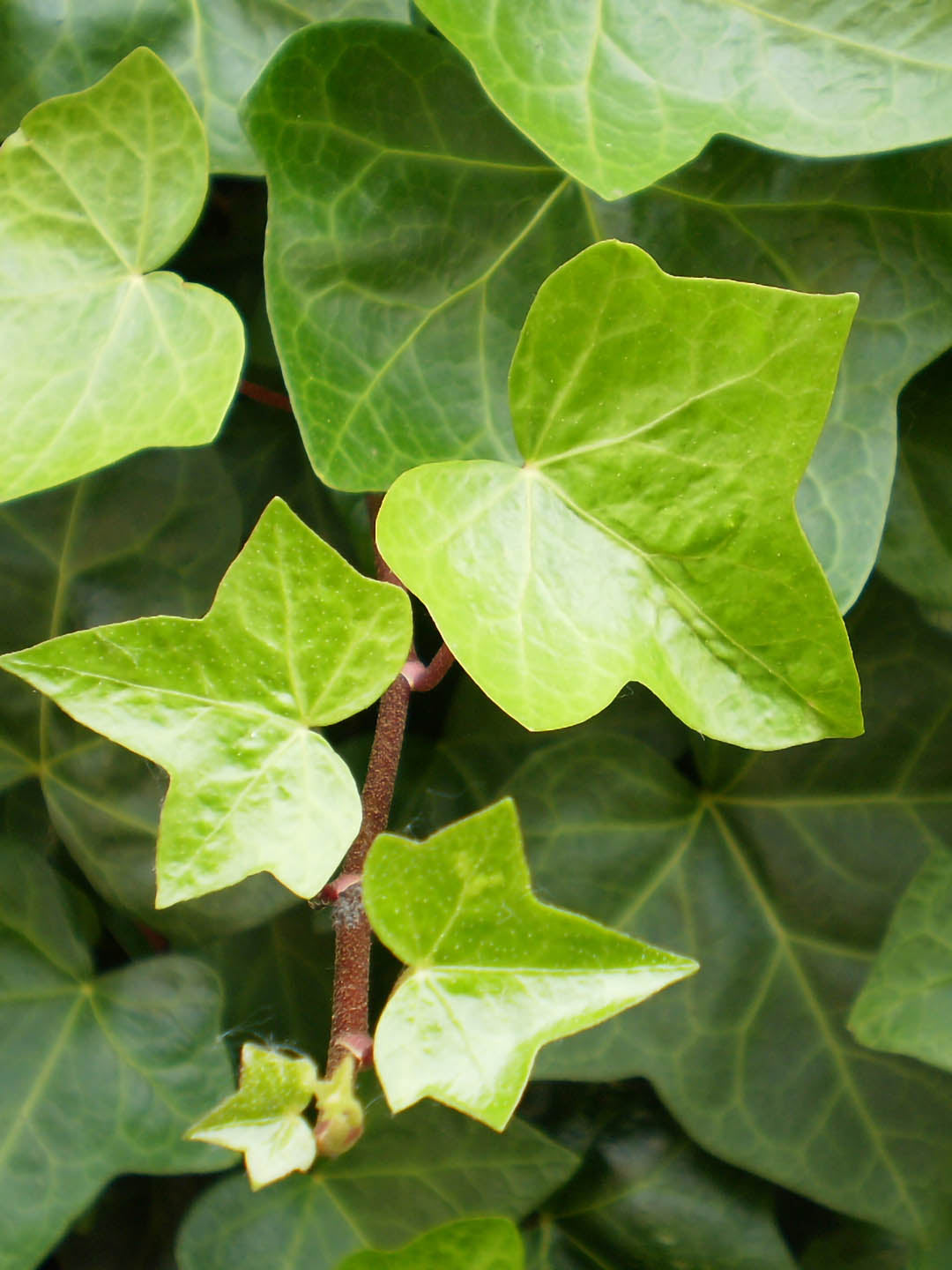 Hedera Helix