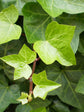 Hedera Helix