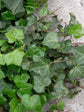 Hedera Helix