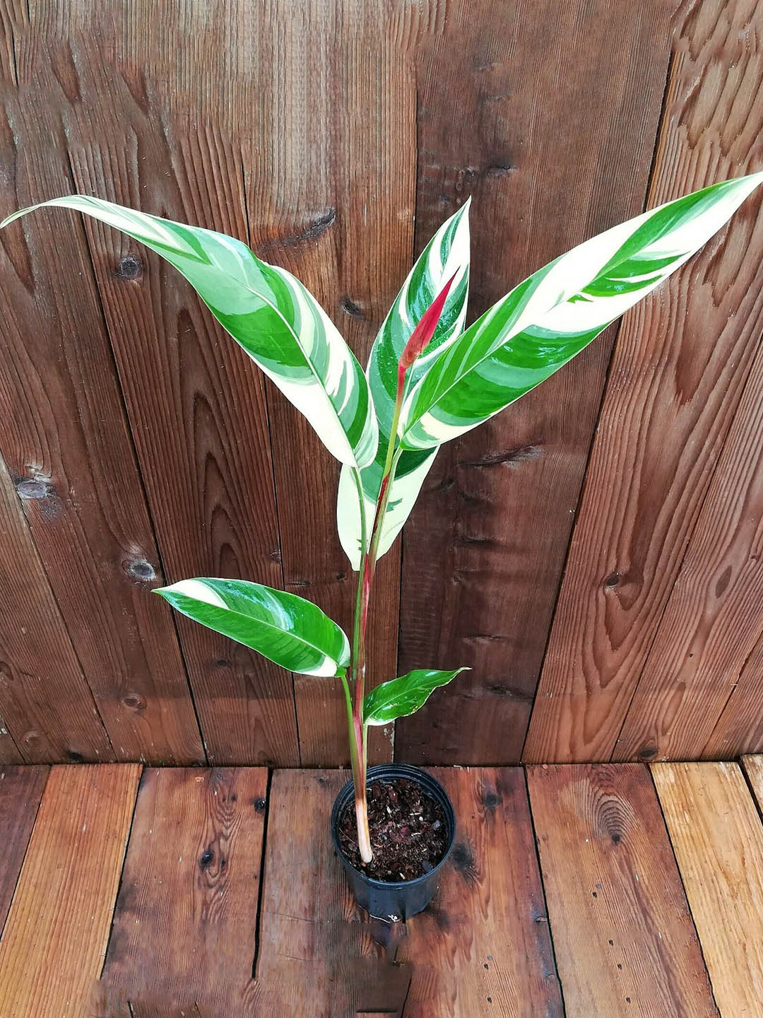 Heliconia Psittacorum Lady Di 