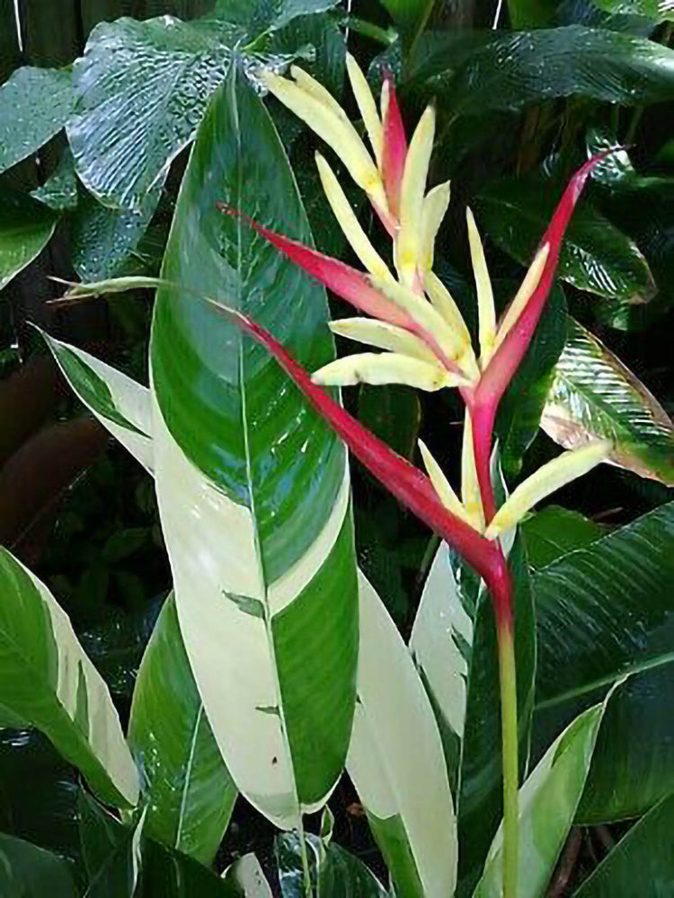 Heliconia Psittacorum Lady Di 