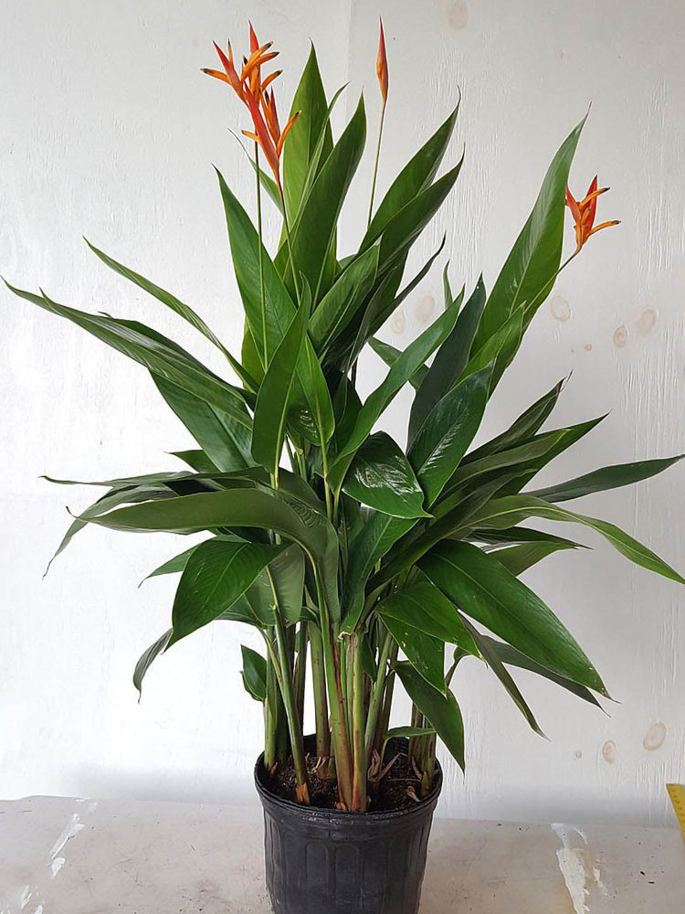 Heliconia Psittacorum Andromeda Plant or Parakeet Flower with Green coloured leaves and Orange and Red coloured flower 