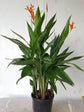 Heliconia Psittacorum Andromeda Plant or Parakeet Flower with Green coloured leaves and Orange and Red coloured flower 