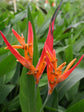 Heliconia Psittacorum Andromeda 